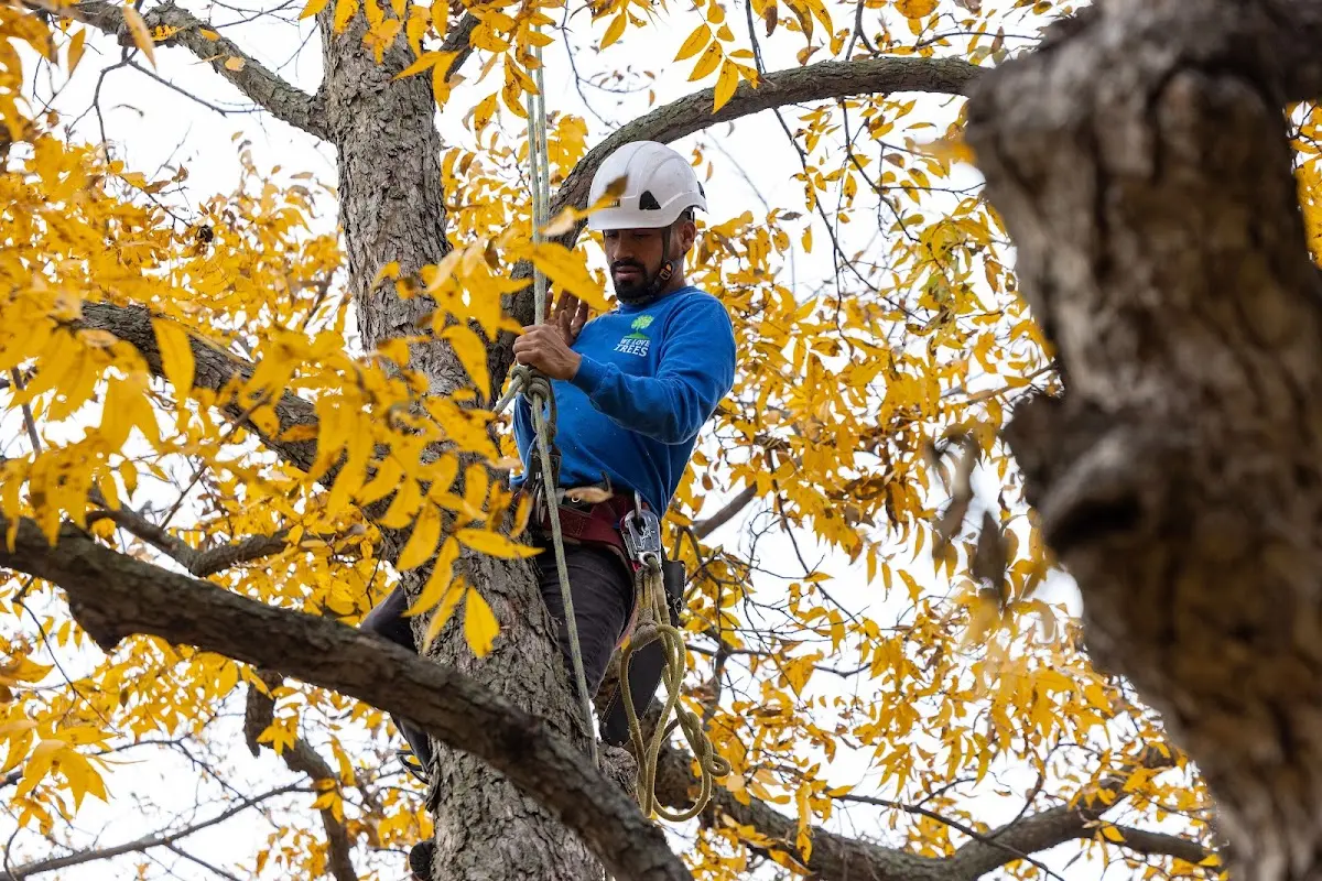 Skilled Tree Planing crew working in Beaverdale